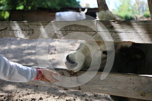 bull mule animals stall behind wooden fence