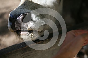 bull mule animals stall behind wooden fence