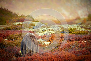 Bull Musk Ox Grazing