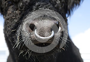 Bull with nose ring