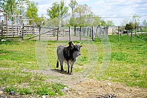 A bull out on the ranch .