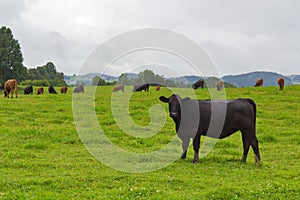 Bull on pasture photo