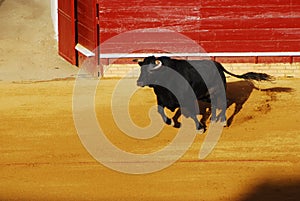 Bull in plaza de toros in Spain. photo