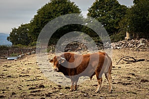 Bull raised as a stallion in a livestock farm