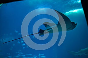 Bull ray Aetomylaeus bovinus