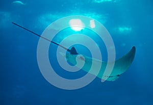 Bull ray swimming in the sea.