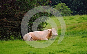 Bull resting in a field.