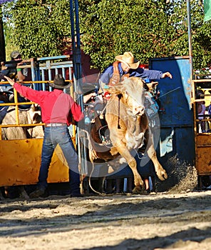 Bull Rider 2