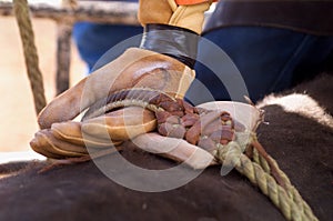 Bull Rider