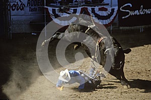 Bull Riding, Earl Warren Fairgrounds, Fiesta Rodeo, Stock Horse Show, Santa Barbara Old Spanish Days, CA