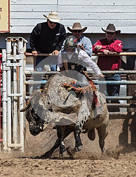 Bull Riding Fun