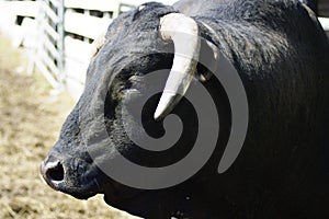 Bull at Rodeo Observing the Crowd