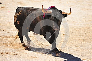 Bull running in spanish bullring