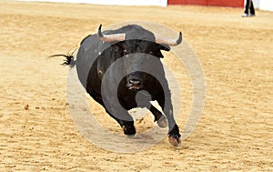 Bull running in spanish bullring