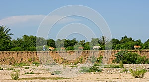 Bull on the rural road