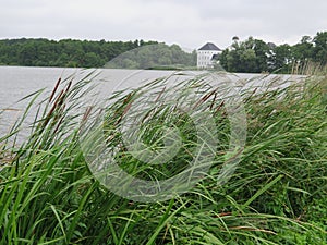 Bull rushes on lakeside