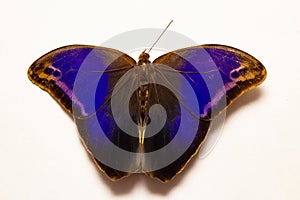 An Bull's-Eye Butterfly. Eryphanis reevesii.