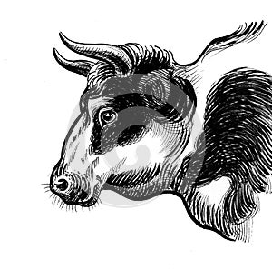 Bull\'s head