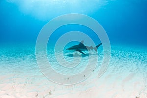 Bull shark at the Bahamas