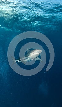 Bull shark at the Bahamas