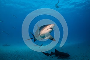 Bull shark Bahamas Bimini