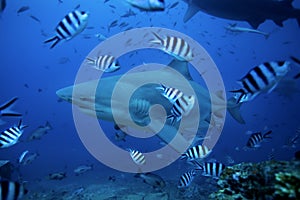 bull shark, carcharhinus leucas, Beqa lagoon, Fiji