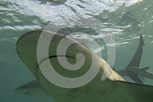 Bull shark (carcharhinus leucas) in Bimini, Bahamas