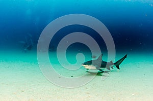 Bull Shark (Carcharhinus leucas). reefs of the Sea of Cortez