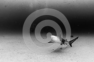 Bull Shark (Carcharhinus leucas). reefs of the Sea of Cortez