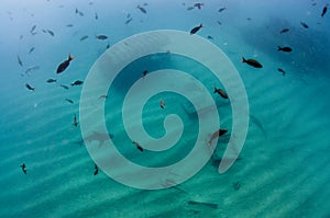 Bull Shark (Carcharhinus leucas). reefs of the Sea of Cortez