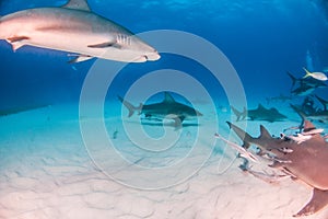 Bull shark and caribbean reef sharks at the Bahamas