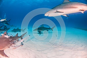 Bull shark and caribbean reef sharks at the Bahamas