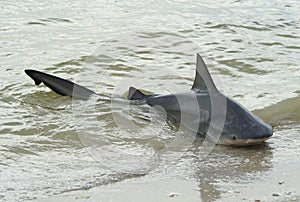 A bull shark caught on the shore