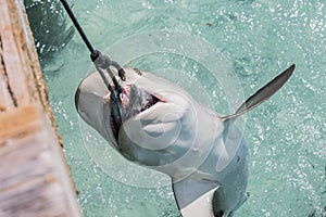 Bull Shark Fighting  the Line