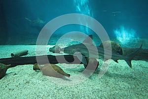 Bull shark at the Genova Aquarium