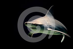 Bull shark jaws ready to attack at night isolated on black