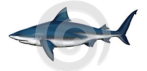 Bull shark side view illustration realistic isolate art.