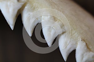 Bull shark teeth