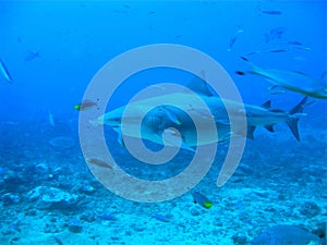 Bull shark underwater