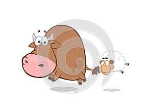 Bull - sheep