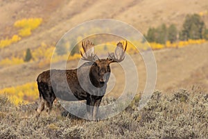 Bull Moose in Autumn in Wyoming photo