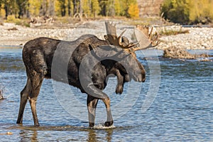 Bull Shiras Moose Crossing River in the Rut