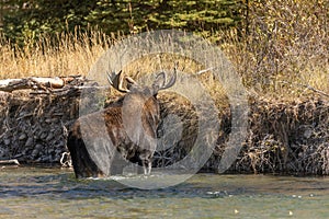 Bull Shiras Moose Crossing River in the Rut