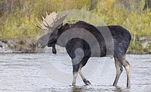 Bull Shiras Moose Crossing the Snake River in Autumn in Wyoming
