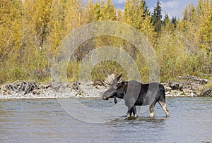 Bull Shiras Moose Crossing the Snake River in Fall in Wyoming