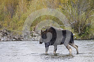 Bull Shiras Moose Crossing the Snake River in Wyoming