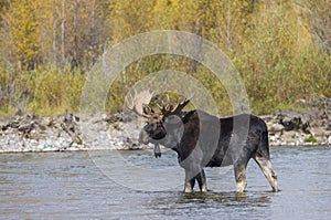 Bull Shiras Moose Crossing the Snake River in Wyoming in Autumn
