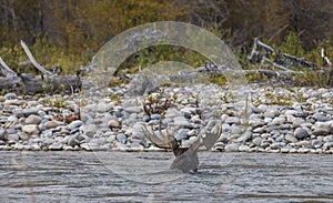 Bull Shiras Moose Crossing the Snake River in Wyoming in Fall