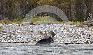 Bull Shiras Moose Crossing the Snake River in Wyoming in Fall