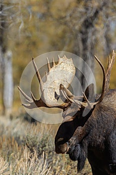 Big Bull Shiras Moose Portrait